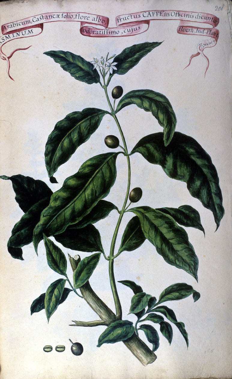 Kawowiec. Zielnik z XIX wieku. autorstwa Unknown artist
