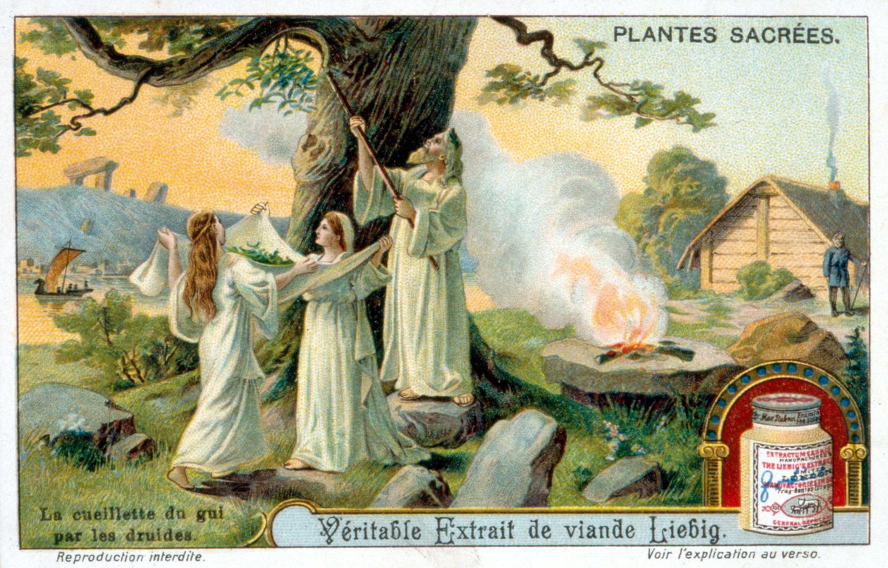 Kolekcja jemioły druidów - wytwórnia reklamowa Liébig. Chromolihtografia XIX w. autorstwa Unknown artist