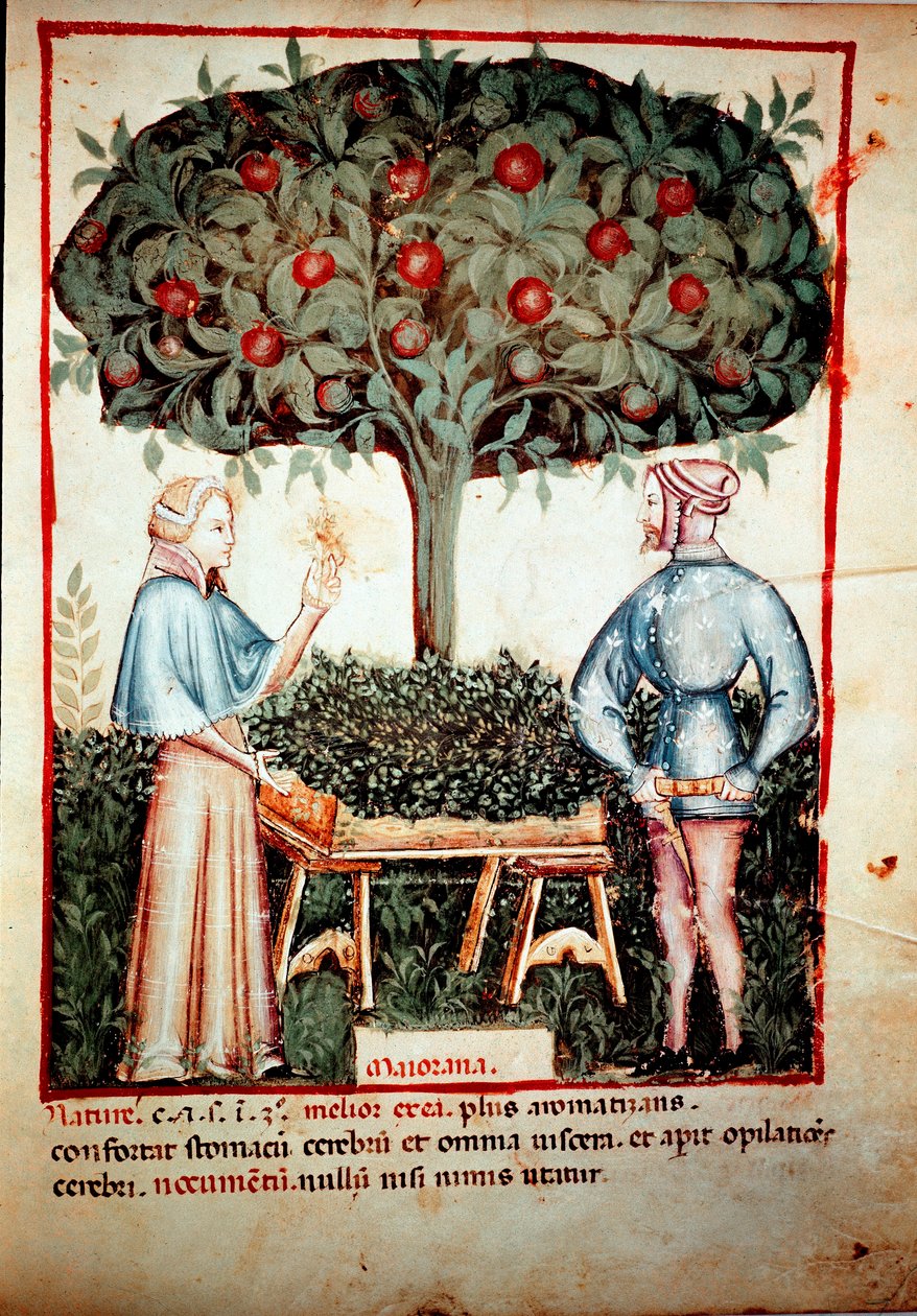 Zbiór Iluminacji Majeranek z doju medycyny i dietetyki „”Tacuinum sanitatis”” po doju leku „”Kitabtaqwim as-sihha”” Ibn Butlan autorstwa Unknown artist