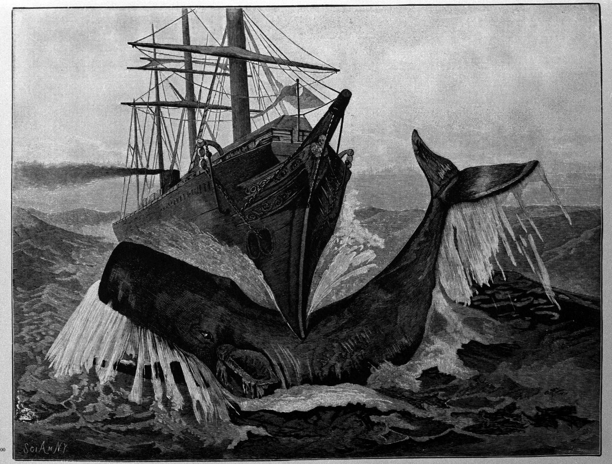 Zderzenie łodzi ze śpiącym wielorybem. autorstwa Unknown artist