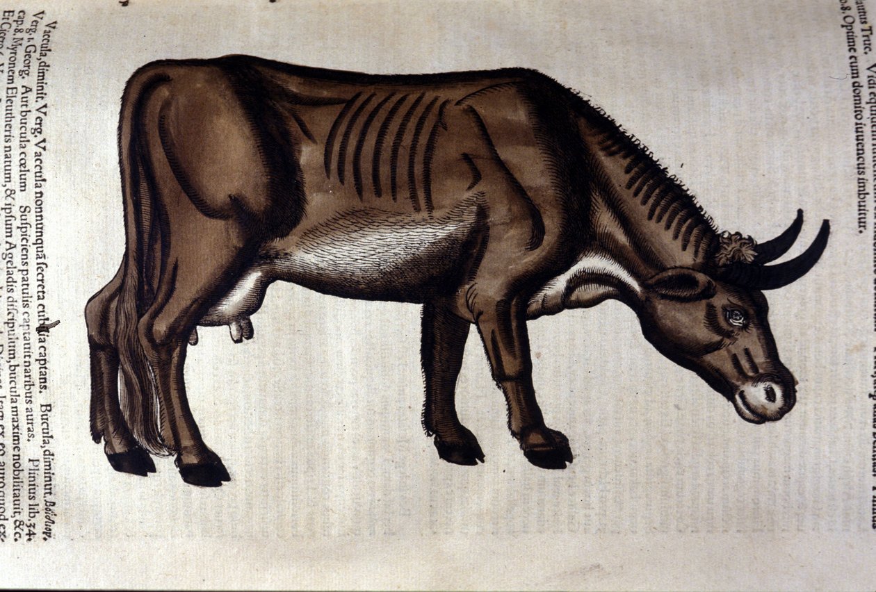 Krowa po Zwierzętach Konrada Gesnera, Tiguri autorstwa Unknown artist