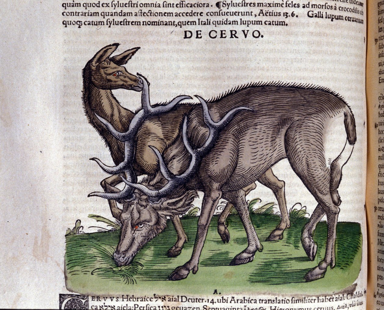 Jeleń wg Historia animalium Konrada Gesnera, Tiguri autorstwa Unknown artist