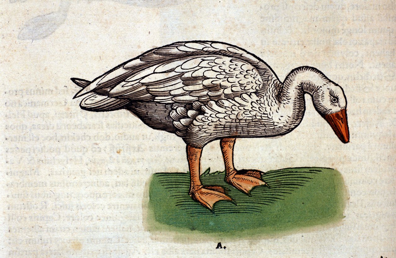 Gęś domowa wg Historia animalium Konrada Gesnera, Tiguri autorstwa Unknown artist