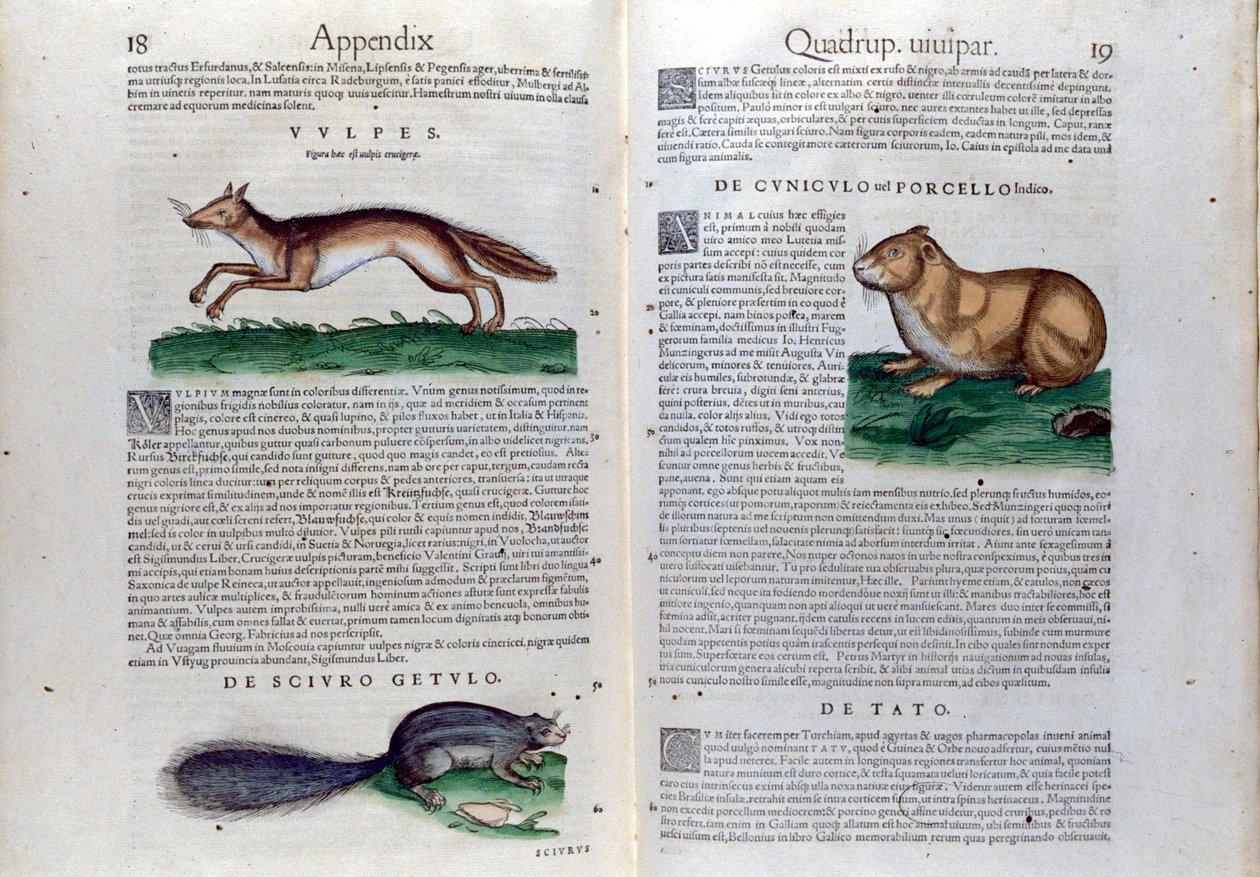 Podwójna strona gryzoni w Historia Animalium Conrada Gesnera (1516-1565), Tiguri autorstwa Unknown artist