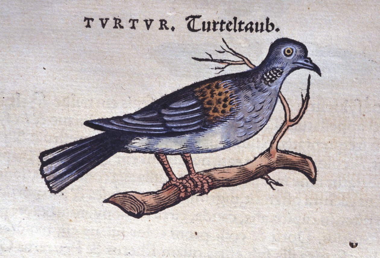 Gołąb - z Historia animalium Konrada Gesnera, Tiguri autorstwa Unknown artist