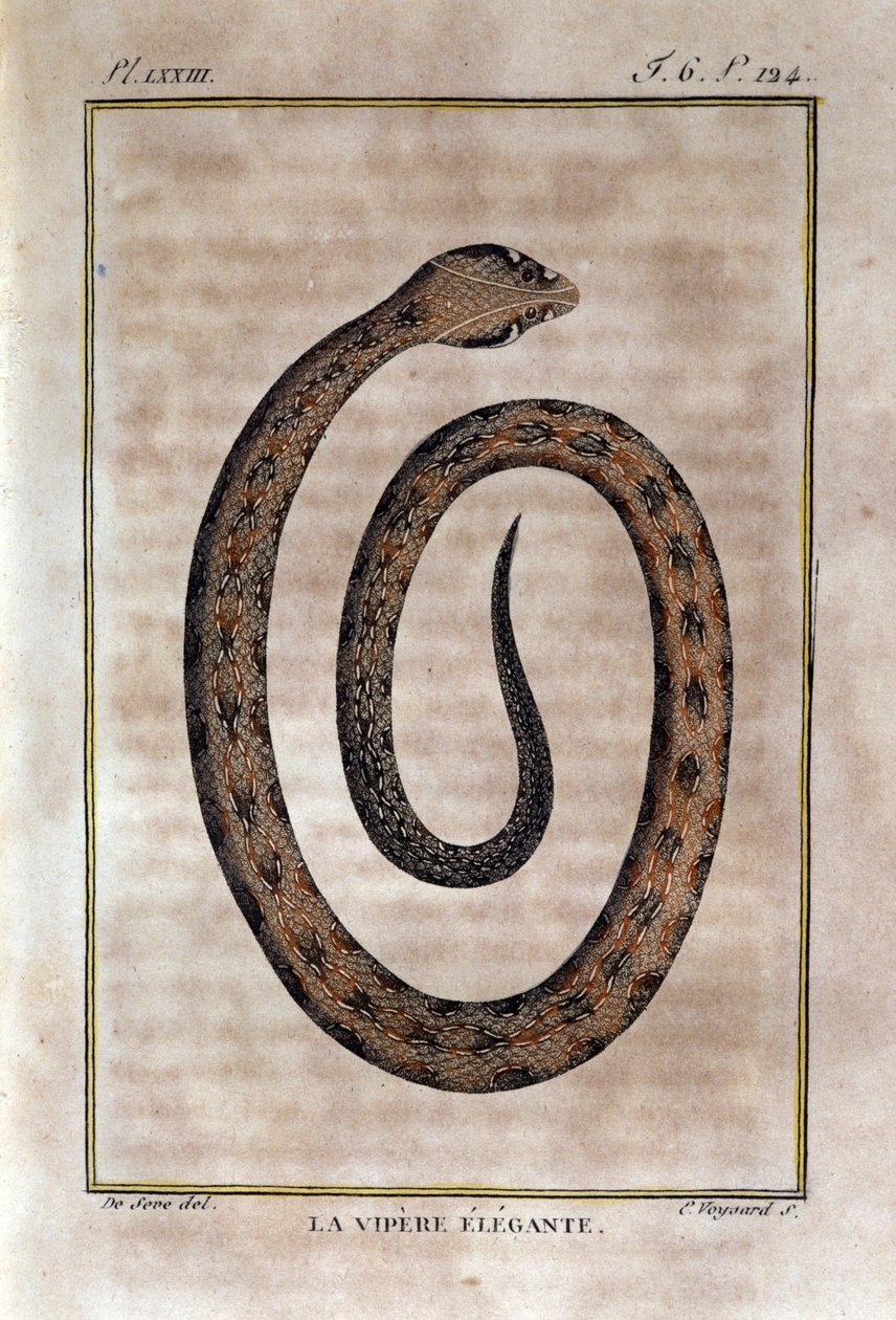 Elegancka żmija. Tabliczka zaczerpnięta ze zdrady Historii Naturalnej „Dzieła Buffona” autorstwa przyrodnika Georgesa Louisa Leclerca, hrabiego Buffon (1707 - 1788). 19 wiek autorstwa Unknown artist