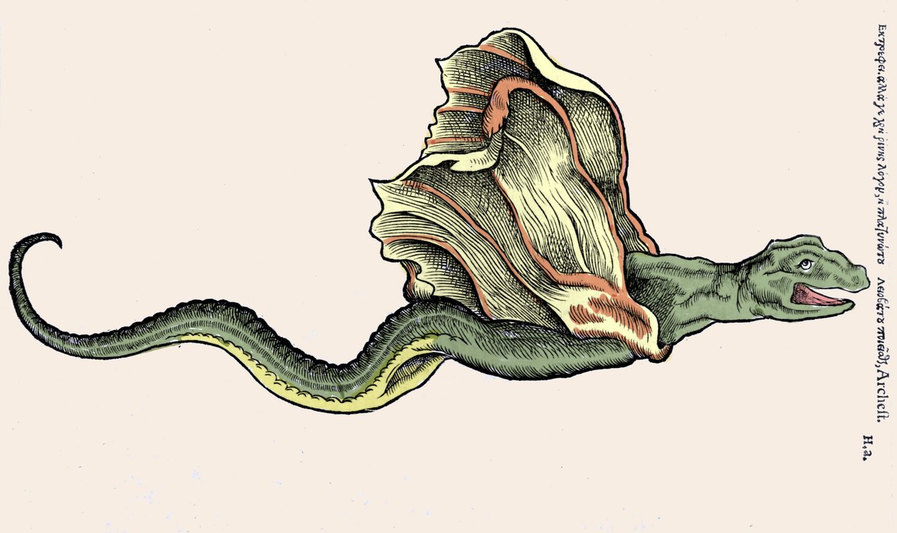 Latający smok Amphiptere (Amphithere or Amphitere or Amphipthere) Grawer w Historia Animalium autorstwa Conrada Gesnera (1516-1565), Tiguri autorstwa Unknown artist