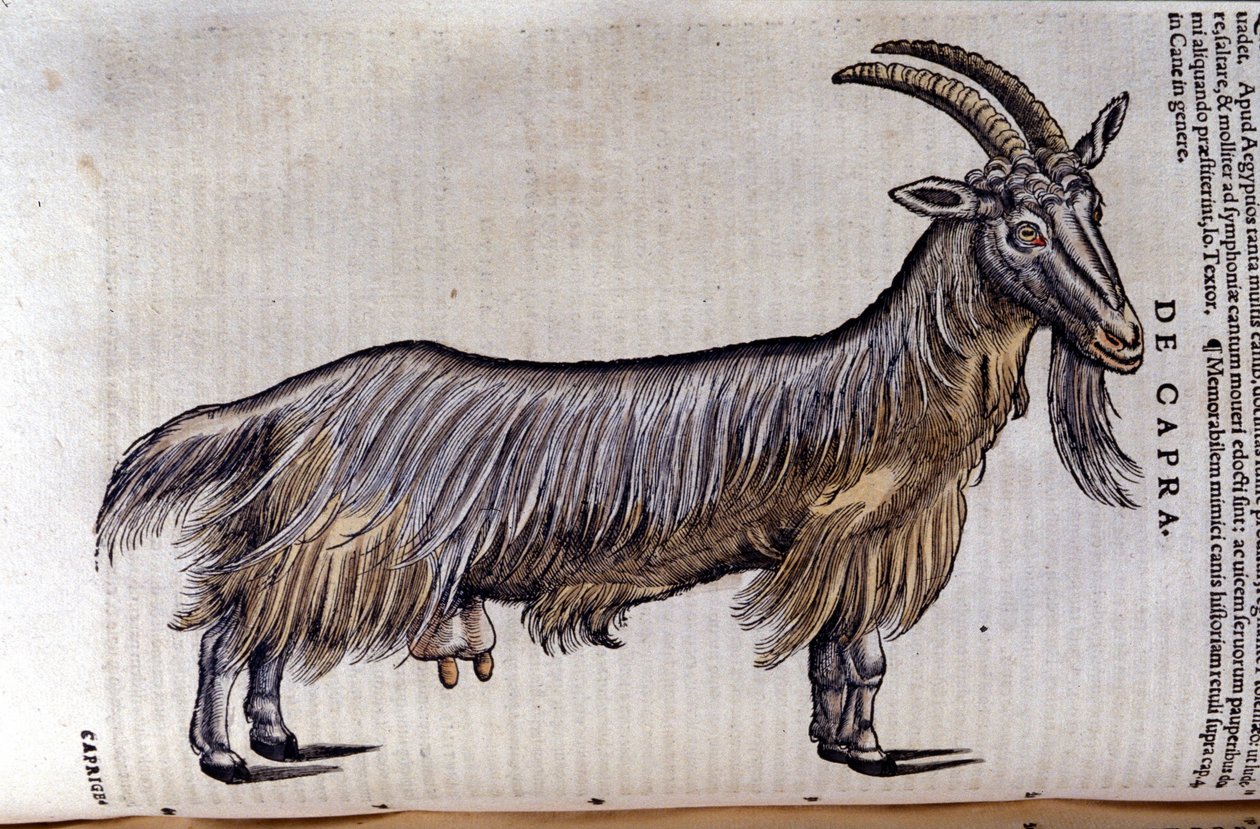 Koza po Historia animalium Konrada Gesnera, Tiguri autorstwa Unknown artist