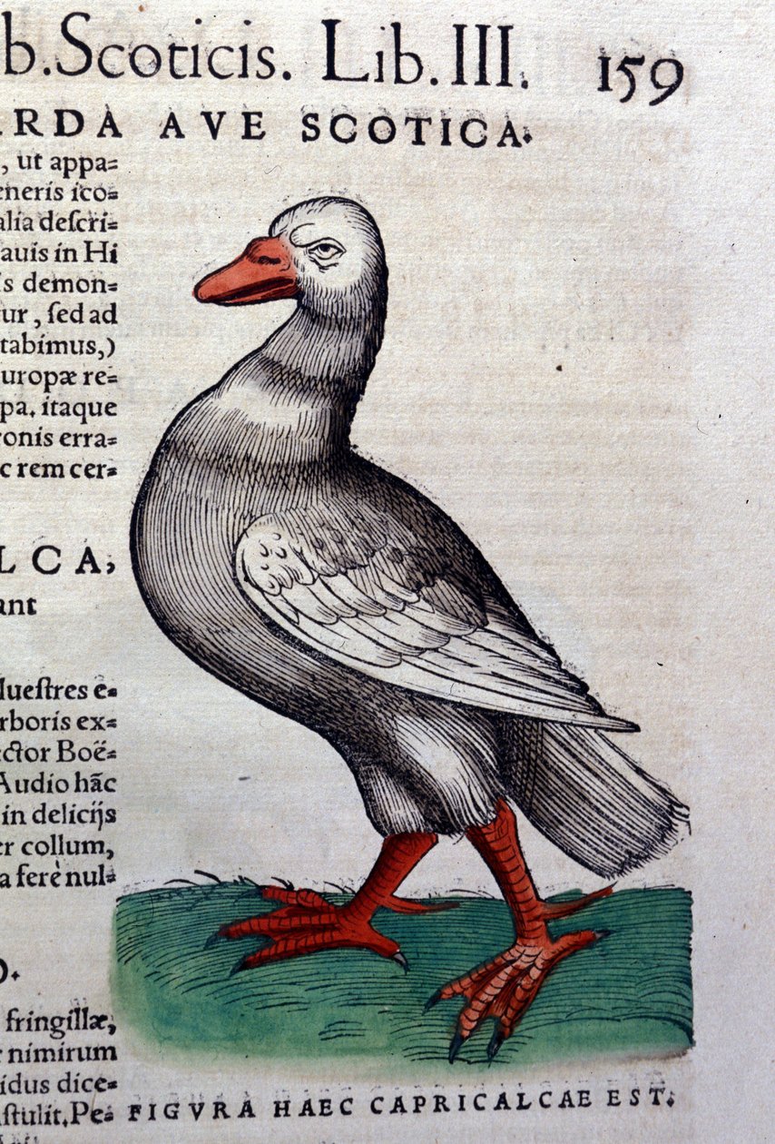 Gęś według Historia animalium Konrada Gesnera, Tiguri autorstwa Unknown artist