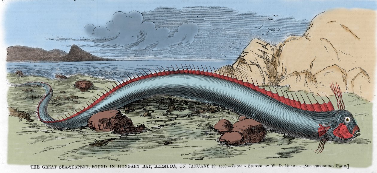 Wielki wąż morski znaleziony w Zatoce Węgierskiej na Bermudach 22.01.201860. Ilustracja z „Tygodnika Harpera”” autorstwa Unknown artist