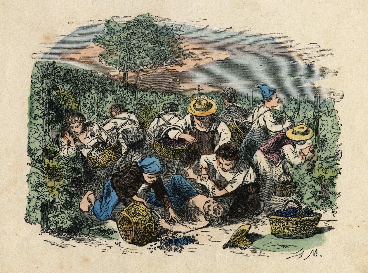 Żniwa. Ilustracja z XIX wieku. Kolekcja Bianchetti autorstwa Unknown artist
