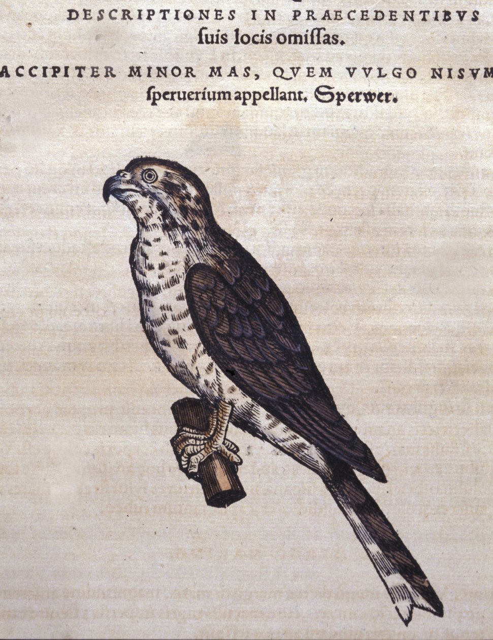 Jastrząb według Historii Animalium Conrada Gesnera, Tiguri 1560. Biblioteca Nazionale Braidense. Mediolan autorstwa Unknown artist