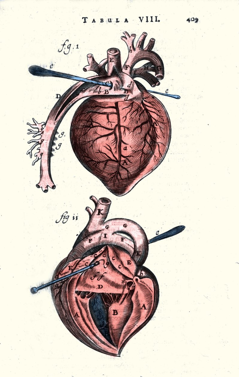Serce. Tablica anatomiczna wg „Anatomii” Erazma Bartholina (Erasmus Bartholinus) (1625 - 1698) Duński lekarz i fizyk. XVII wiek autorstwa Unknown artist