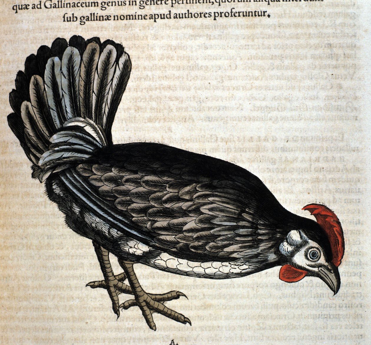 Kura według Historia Animalium Conrada Gesnera, Tiguri 1560. Biblioteca Nazionale Braidense. Mediolan autorstwa Unknown artist