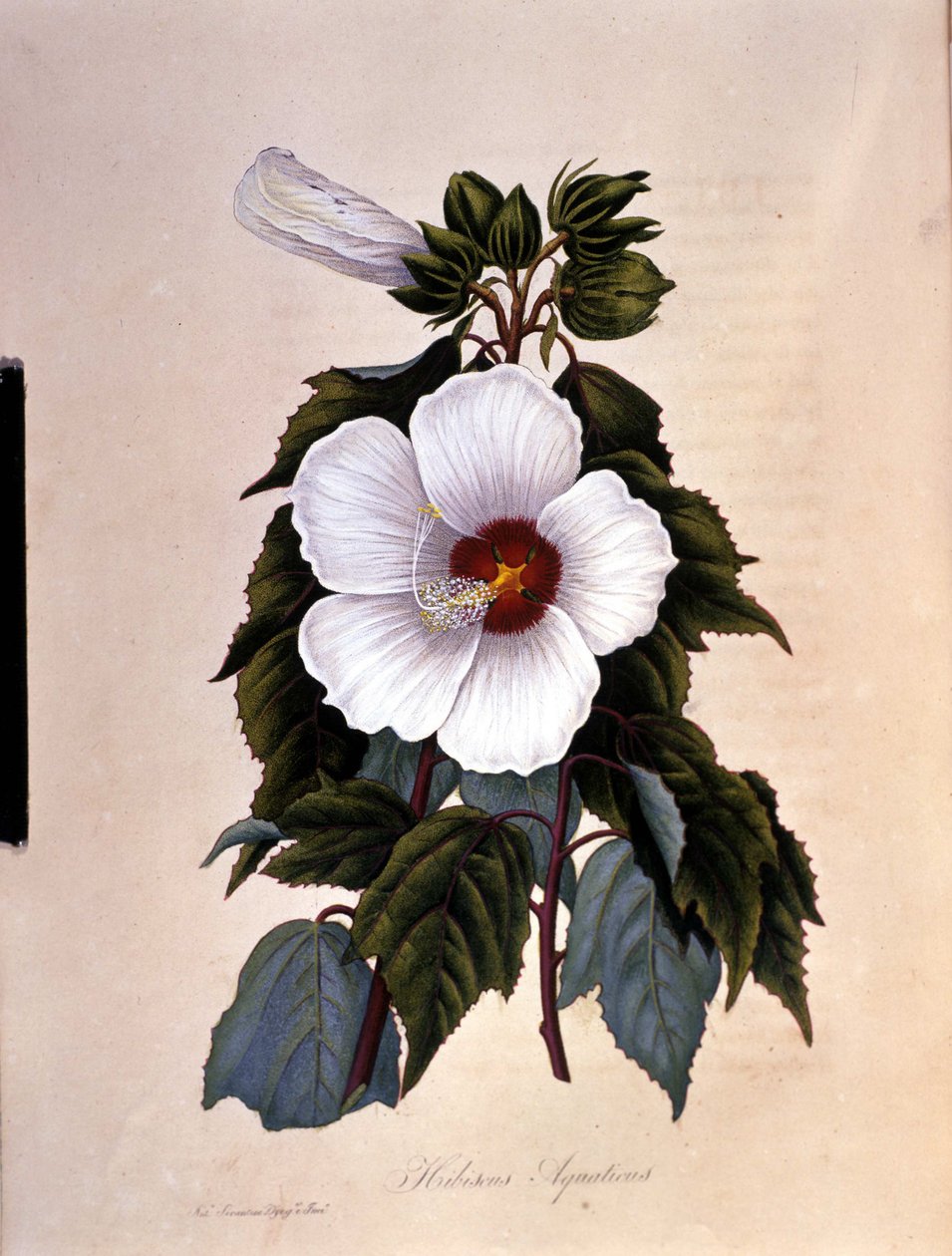 Ibiskus. Tablica botaniczna. autorstwa Unknown artist