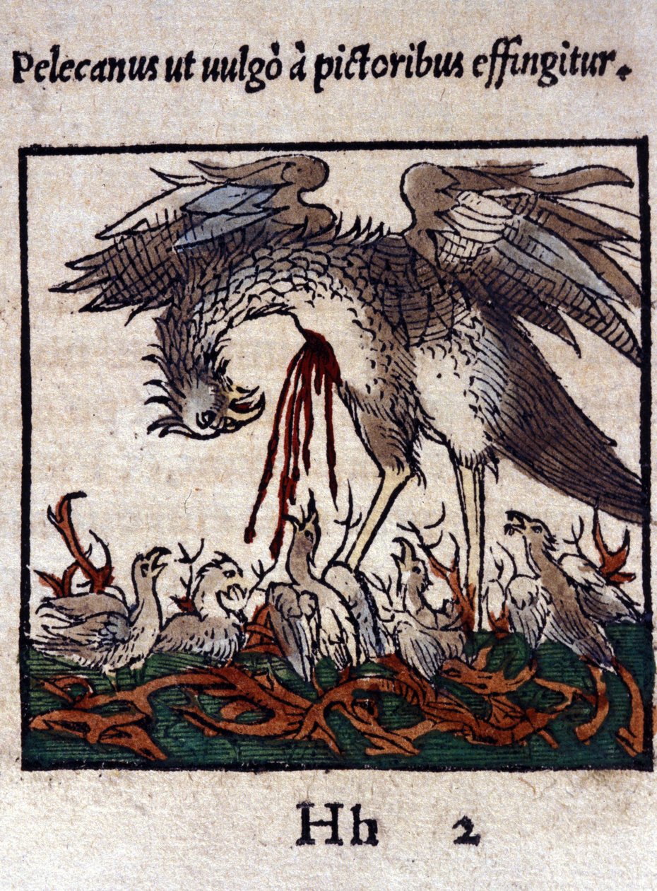 Legenda o pelikanie: oddaje swoją krew i wnętrzności, aby nakarmić swoje młode. Z Historiae animalium Konrada Gesnera, Tiguri autorstwa Unknown artist