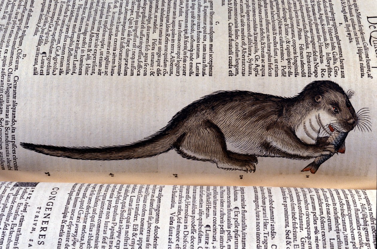 Wydra - Historia Animalium autorstwa Conrada Gesnera (1516 - 1565), Tiguri autorstwa Unknown artist