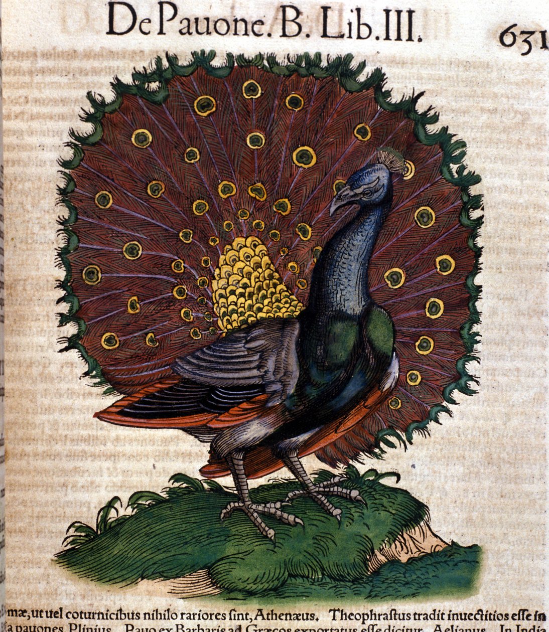 Paw według Historii Animalium Conrada Gesnera, Tiguri 1560. Biblioteca Nazionale Braidense. Mediolan autorstwa Unknown artist