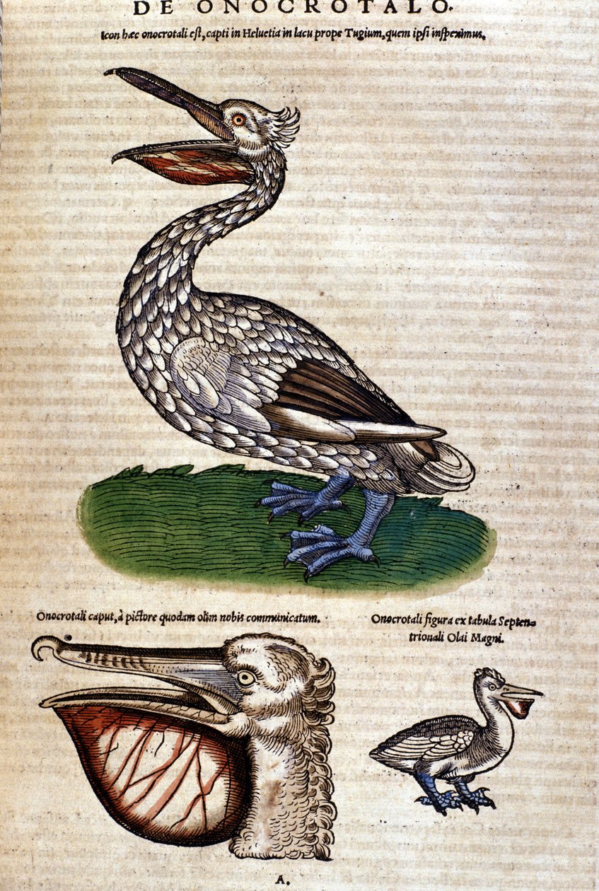 Pelikan z „Historii zwierząt” Konrada Gesnera, Tiguri autorstwa Unknown artist