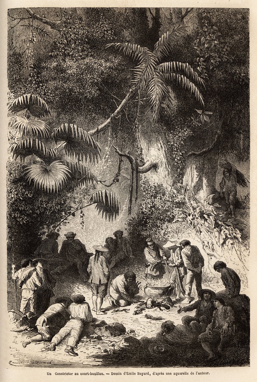 Przygotowanie posiłku w dziewiczym lesie w dolinie Caravaya (Andes cordilliere), boa dusiciel z krótkim bulionem. Engravure pour illustrrer le voyage dans les vallees de Quinquinas (Peru), Paul Marcoy, w latach 1849-1861, opublikowany w „” Le tou autorstwa Unknown artist