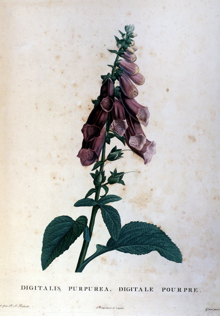 Fioletowy cyfrowy. Zielnik z XIX wieku. autorstwa Unknown artist