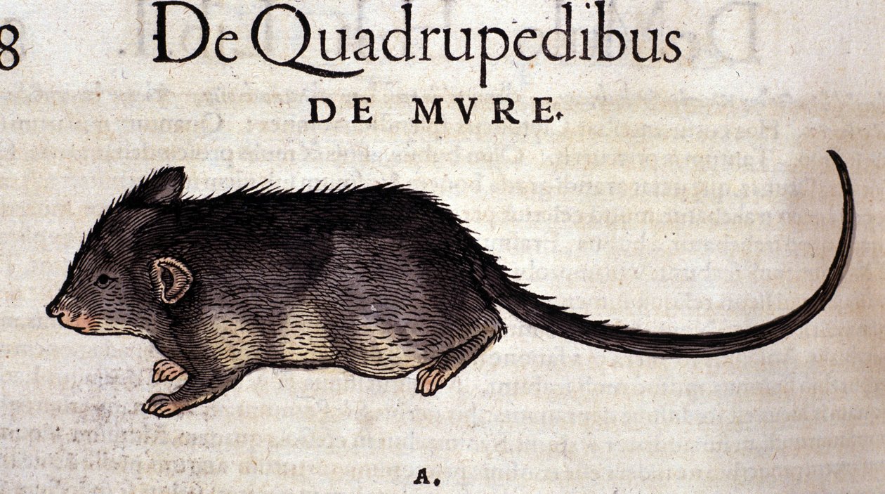 Szczur według Historia Animalium Conrada Gesnera, Tiguri 1560. Biblioteca Nazionale Braidense. Mediolan autorstwa Unknown artist