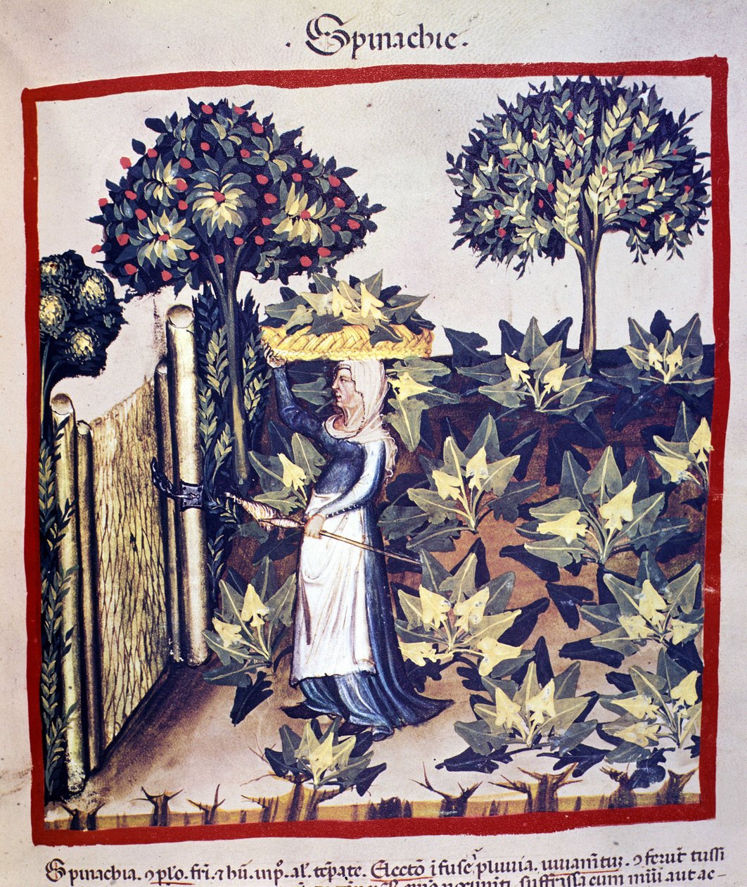 Odzyskiwanie szpinaku. Oświetlenie z doju medycyny i dietetyki „”Tacuinum sanitatis”” autorstwa Unknown artist