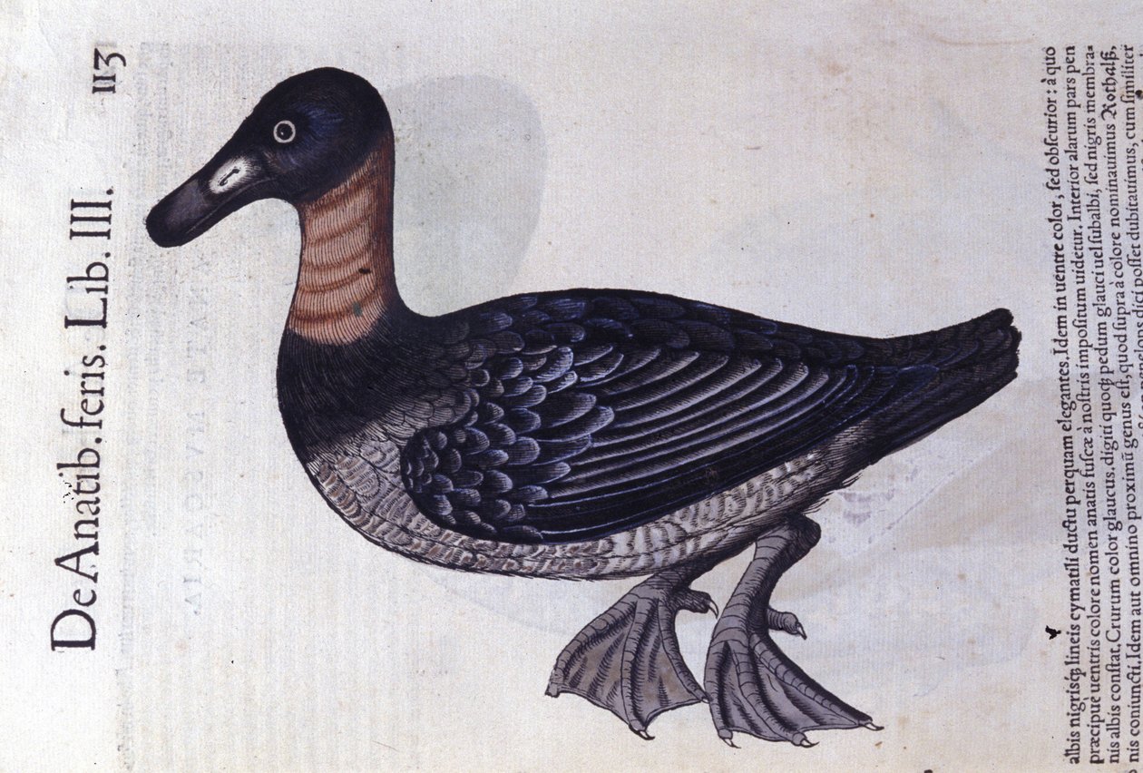 Kaczka rdzawoszyja po Historia animalium Konrada Gesnera, Tiguri autorstwa Unknown artist