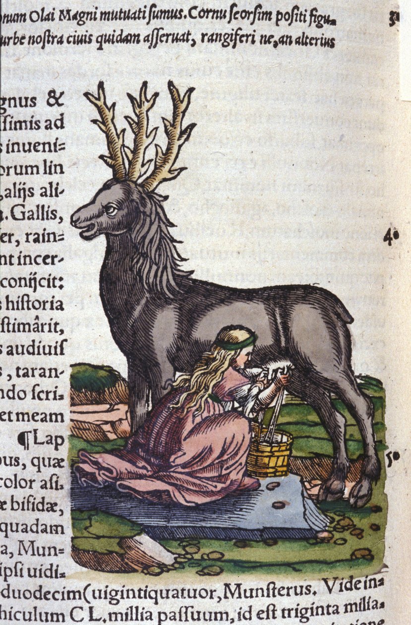 Handel reniferami po Historia animalium Konrada Gesnera, Tiguri autorstwa Unknown artist