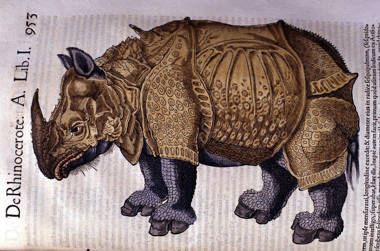 Nosorożec według „Historii zwierząt” Conrada Gesnera, Tiguri 1560 autorstwa Unknown artist
