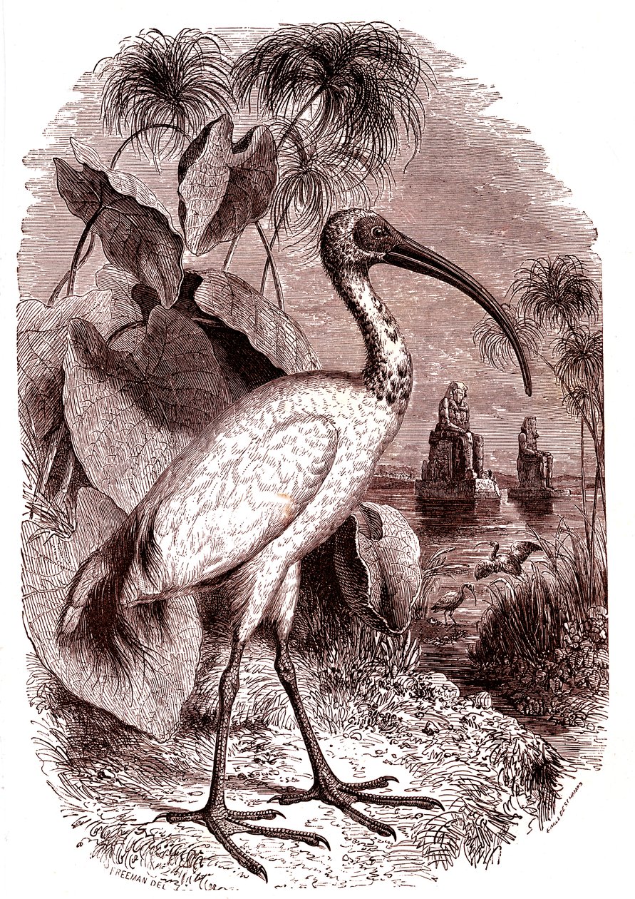 Święty ibis Egipcjan autorstwa Unknown artist