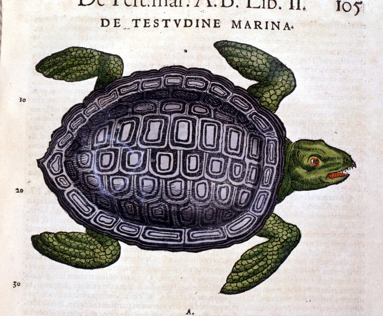 Żółw morski, według Historia Animalium Conrada Gesnera, Tiguri 1560 autorstwa Unknown artist