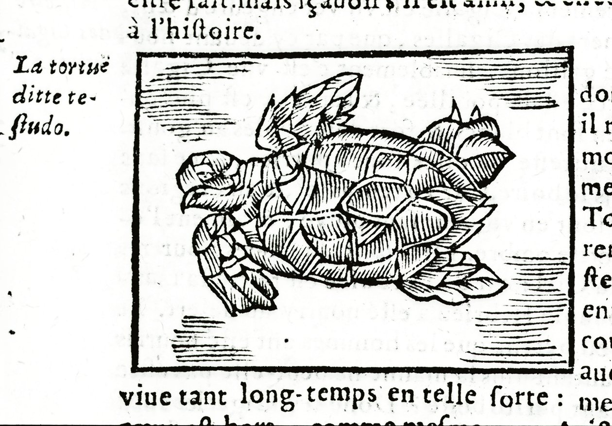 Żółw morski, według traktatu Gerolamo Cardano (Cardanus Hieronymus) (Cardan) „De la subtlite”, wydrukowanego w Rouen w 1642 r. autorstwa Unknown artist