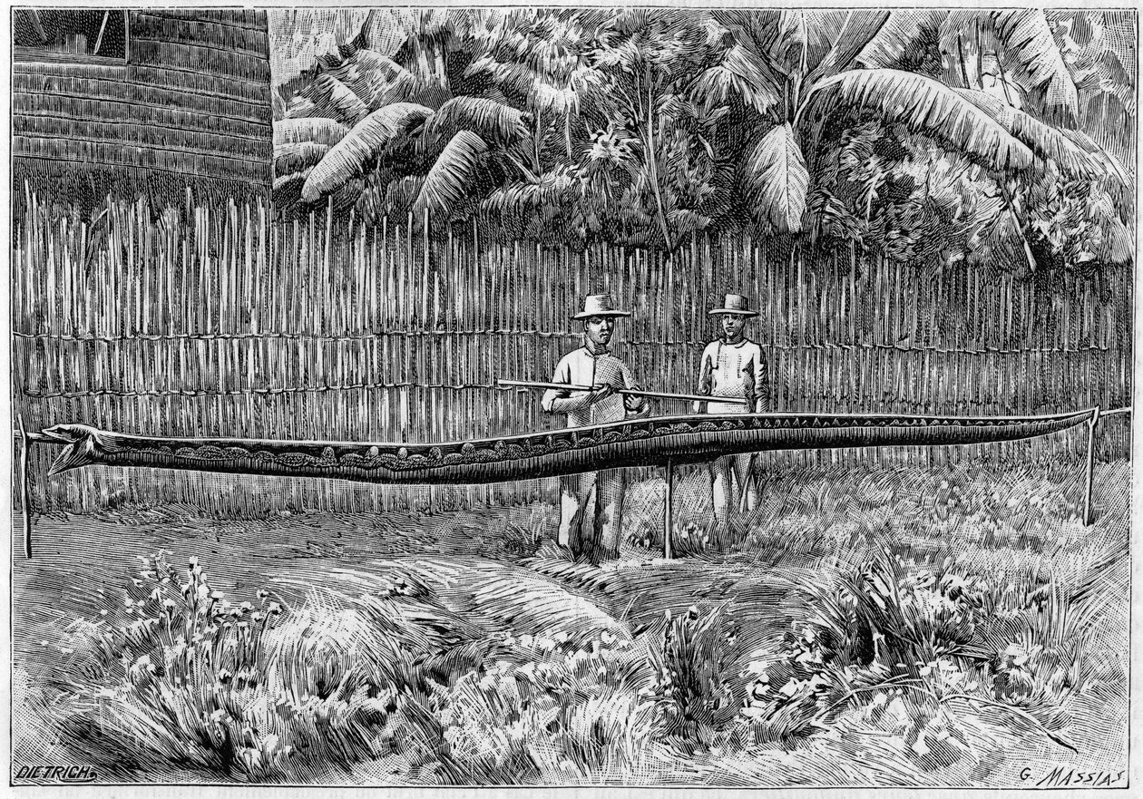 Skóra węża Pythona o długości 6,60 m, schwytanego na Filipinach. (Z fotografii). Grawer w „”La Nature: revue des sciences et de leurs applications aux arts et a l