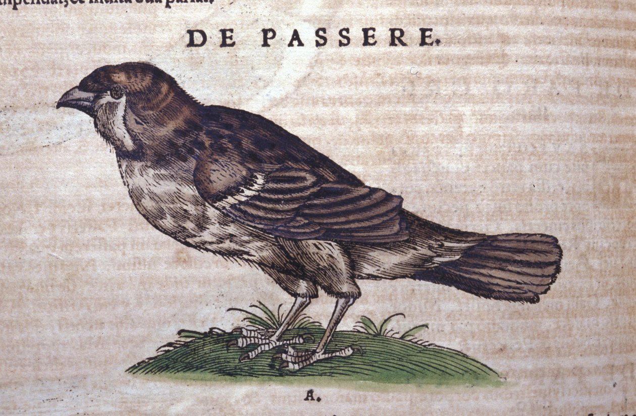 Wróbel w Historia Animalium Conrada Gesnera (1516-1565), Tiguri autorstwa Unknown artist