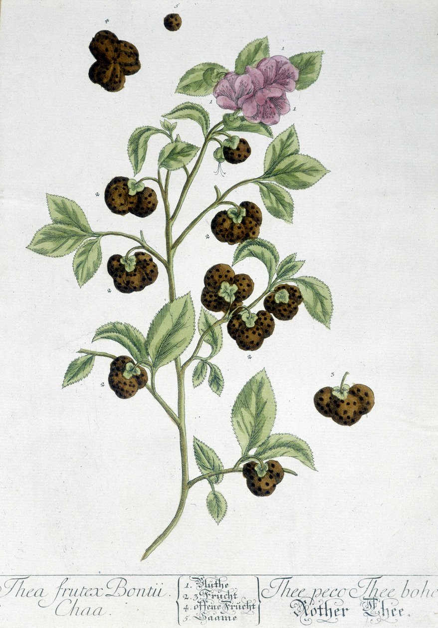 Roślina herbaciana Frutex Bontii - deska botaniczna autorstwa Unknown artist