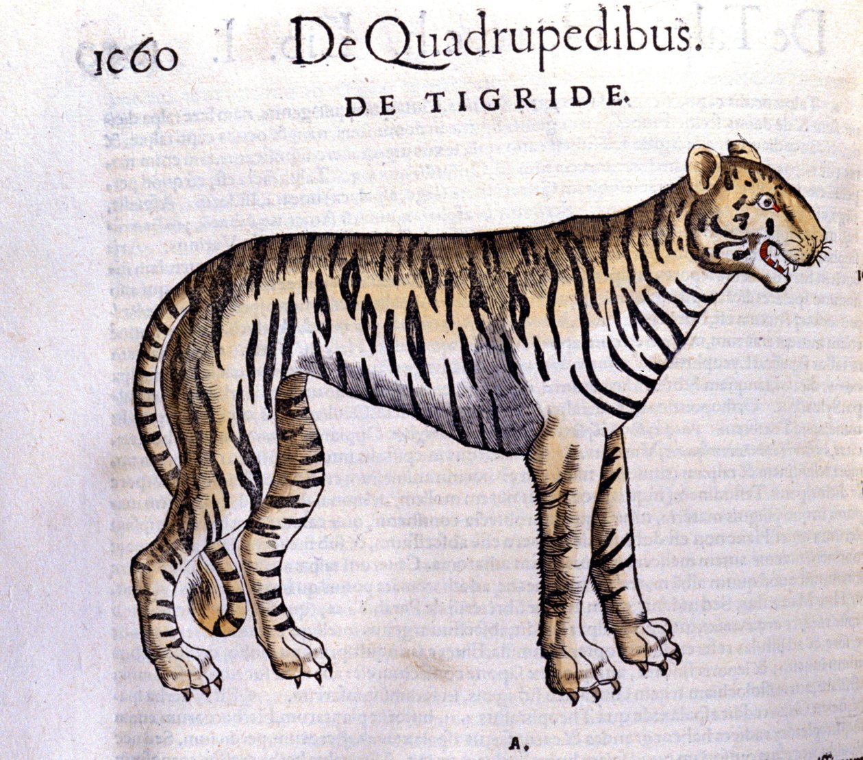 Tygrys - w Historia Animalium Conrada Gesnera (1516 - 1565), Tiguri autorstwa Unknown artist