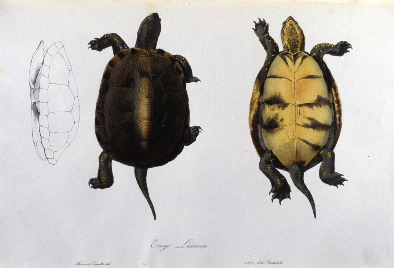 Żółw malarii Emys Lutaria według „Fauna Italica” Bonapartego. Mediolan autorstwa Unknown artist