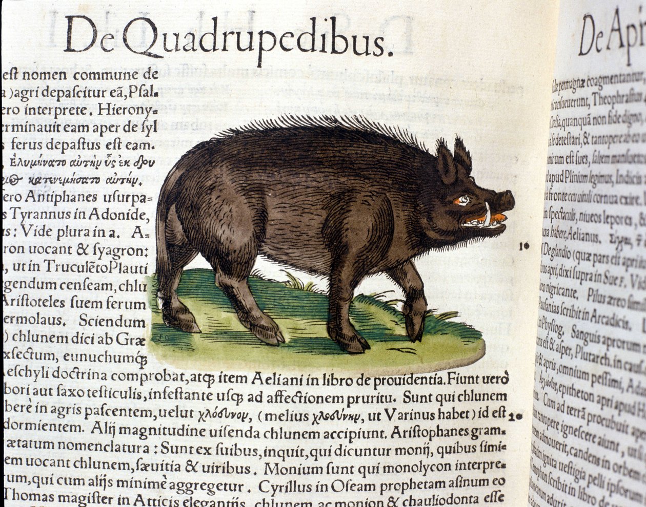 Dzik według Historii Animalium Conrada Gesnera, Tiguri 1560. Biblioteca Nazionale Braidense. Mediolan autorstwa Unknown artist