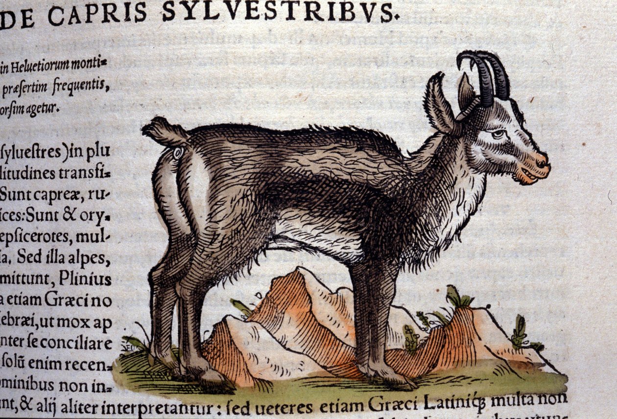 Dzika koza wg Historia animalium Konrada Gesnera, Tiguri autorstwa Unknown artist