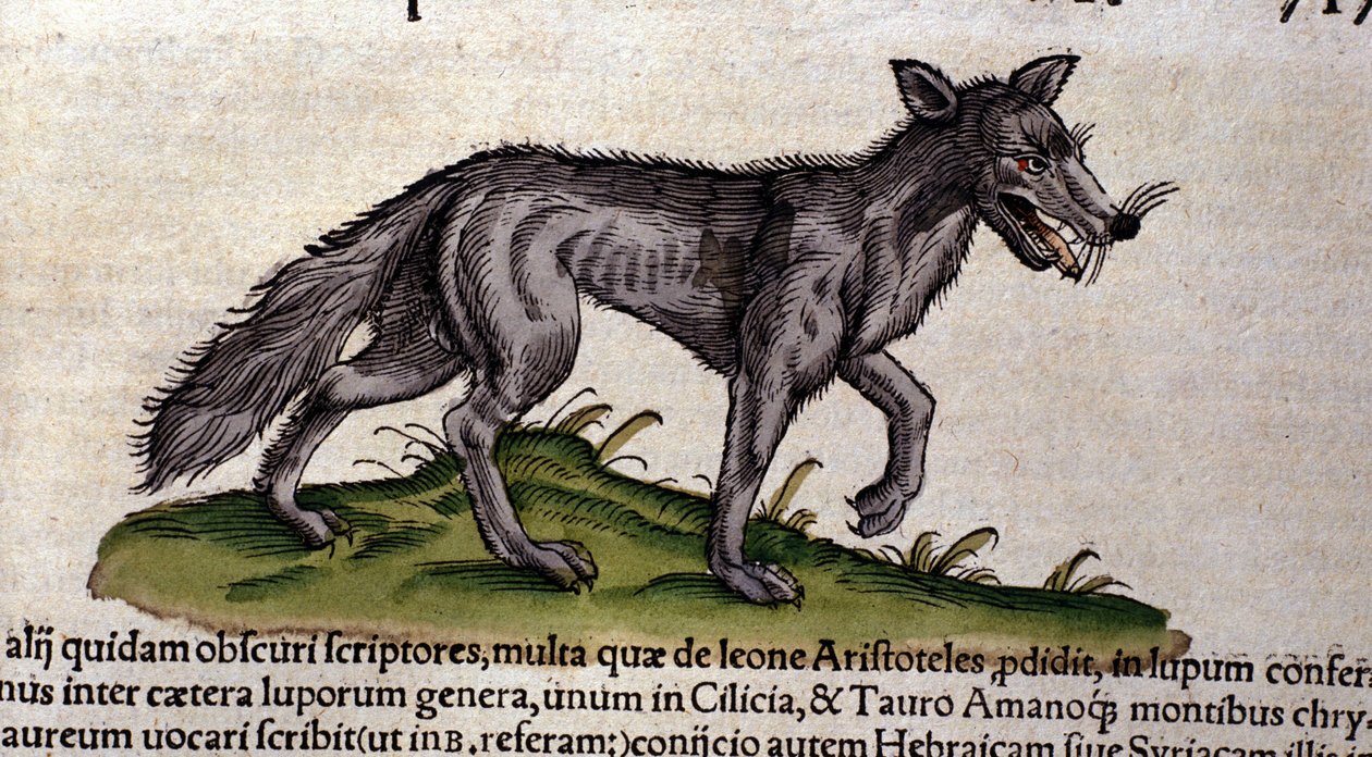 Wilk według Historii Animalium Conrada Gesnera, Tiguri 1560. Biblioteca Nazionale Braidense. Mediolan autorstwa Unknown artist