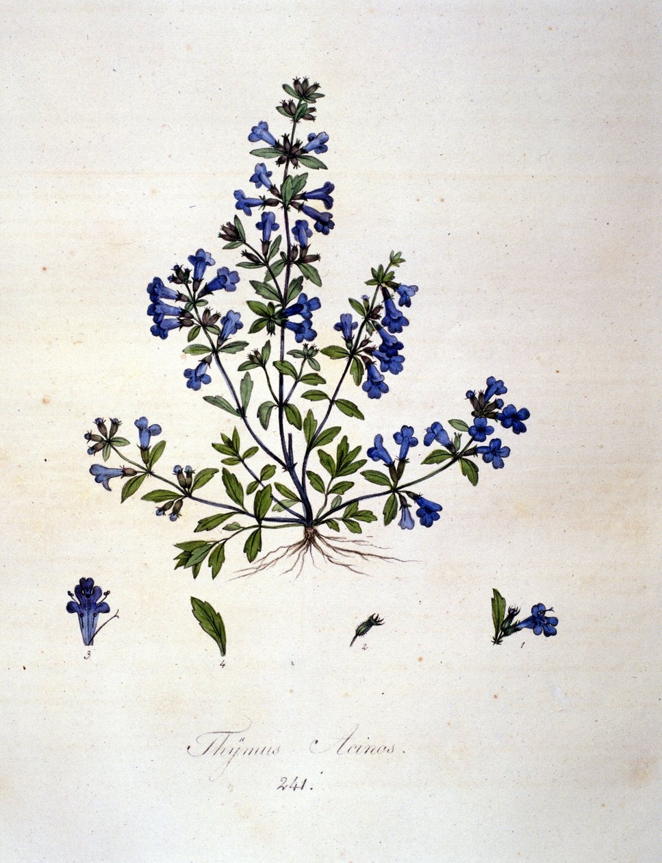 Tymianek. Grawerowanie z XIX wieku. autorstwa Unknown artist