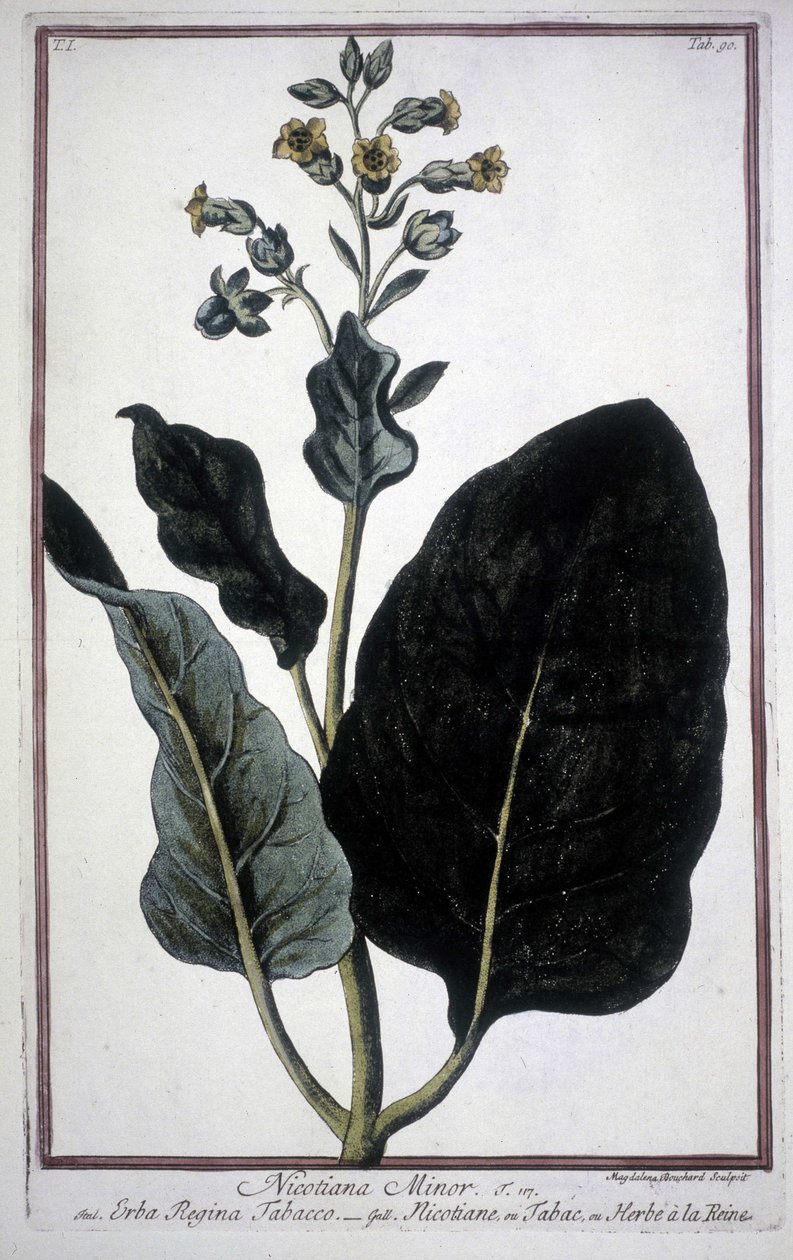 Liść i kwiat tytoniu (Nicotiana Minor) w zielniku z XIX wieku. autorstwa Unknown artist