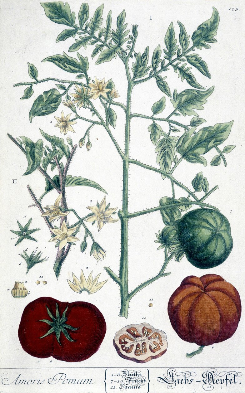 Pomidor, deska botaniczna autorstwa Unknown artist