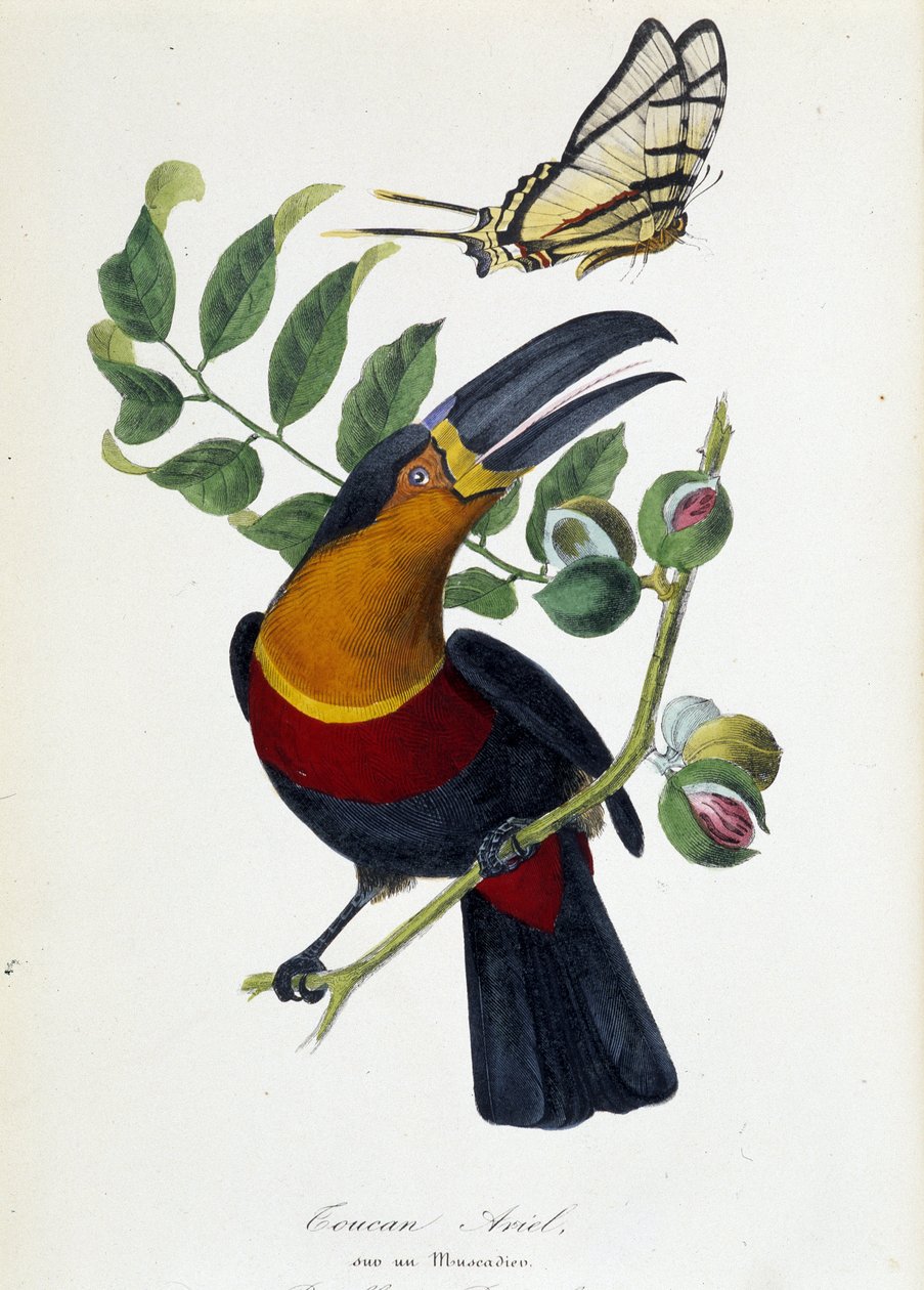 Tukan Ariel na Muscadier i Butterfly Protesilas - w „” Le jardin des plantes: pełny historyczny i malowniczy opis muzeum historii naturalnej”” Lamaout, Paryż 1843 autorstwa Unknown artist