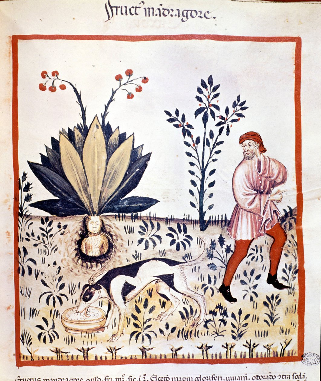 Traktat o medycynie z XIV wieku. Odzyskaj mandragorę. Biblioteca Nazionale Braidense. Mediolan autorstwa Unknown artist