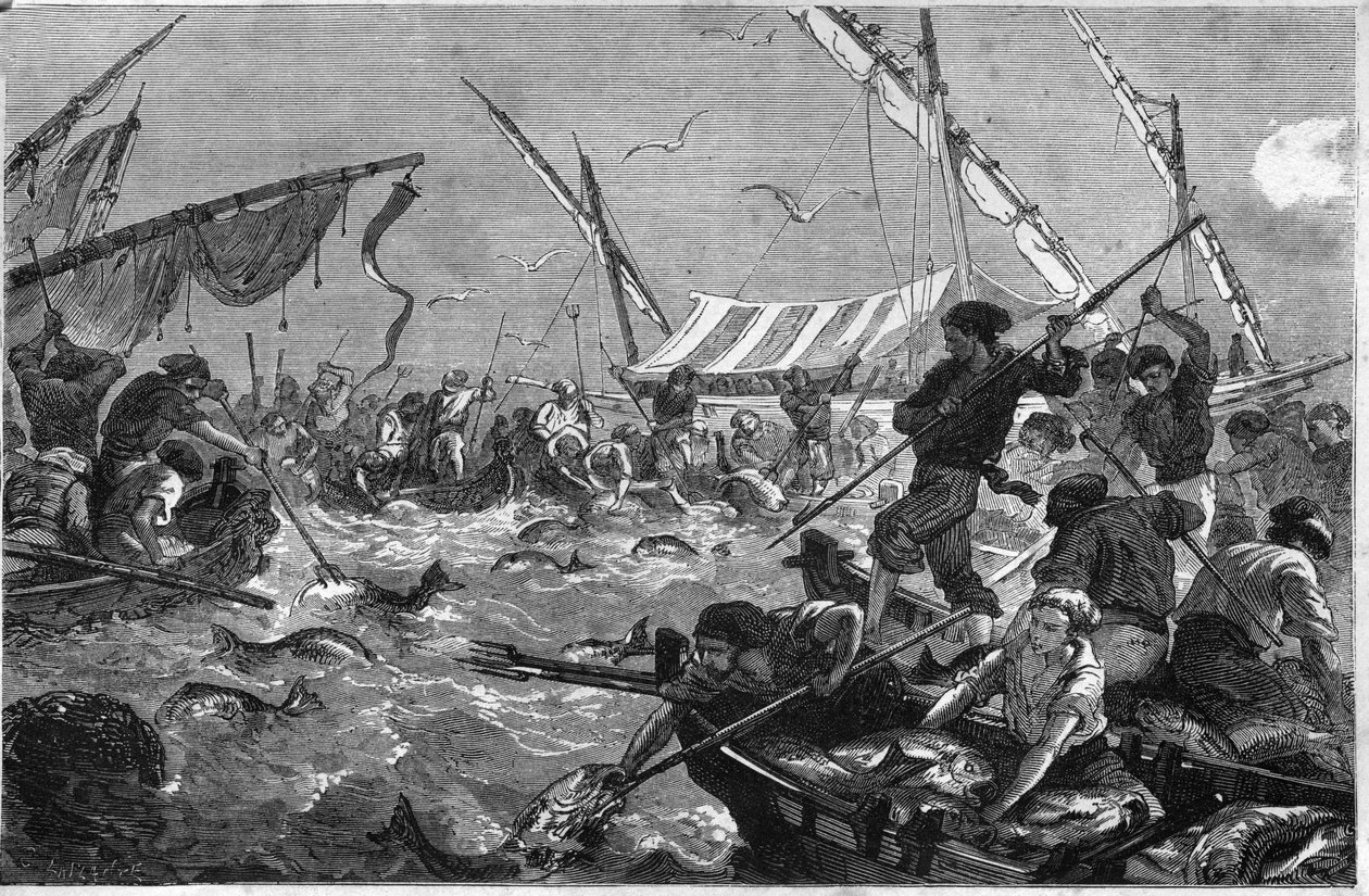 Połów tuńczyka (Pesca al tonno) na wybrzeżu Prowansji. autorstwa Unknown artist