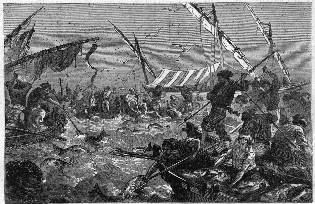 Połów tuńczyka z pułapką na wybrzeżu Prowansji we Francji. Grawerowanie w „”Wspaniałym wszechświecie”” autorstwa Unknown artist