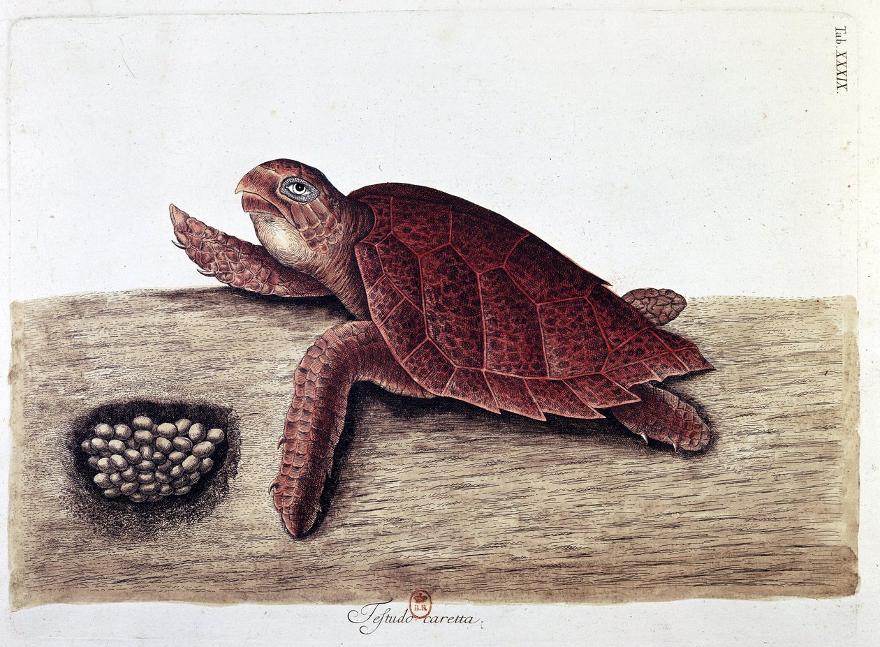 Żółw i jego jaja - tablica historii naturalnej, B.N. autorstwa Unknown artist