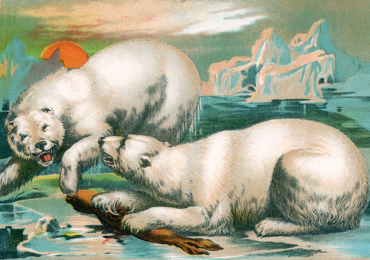 Dwa niedźwiedzie polarne walczą o fokę autorstwa Unknown artist
